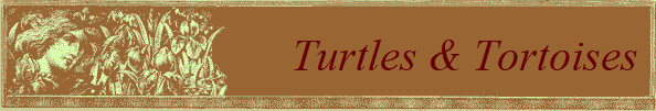 Turtles & Tortoises