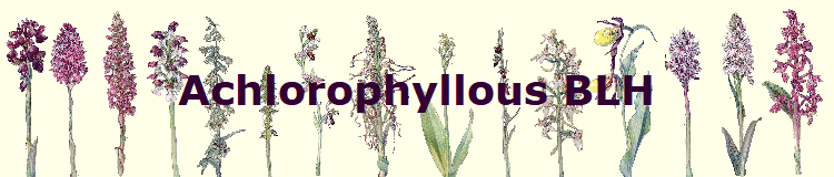 Achlorophyllous BLH