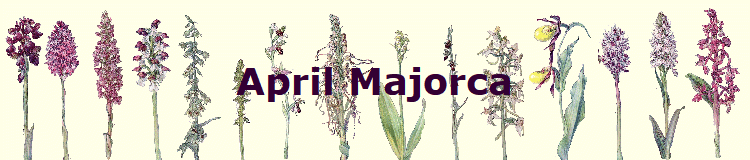 April Majorca