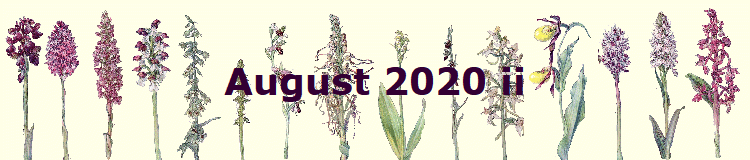 August 2020 ii