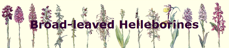 Broad-leaved Helleborines