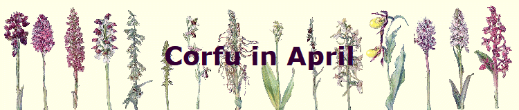 Corfu in April