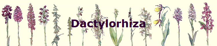 Dactylorhiza