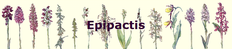 Epipactis