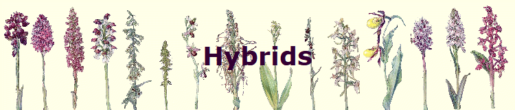 Hybrids