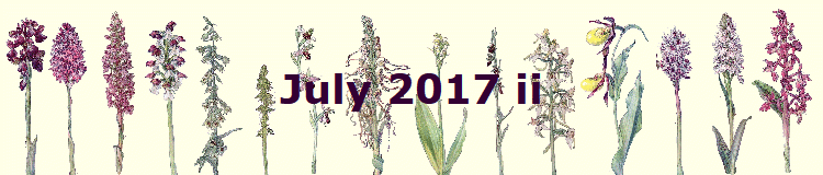 July 2017 ii