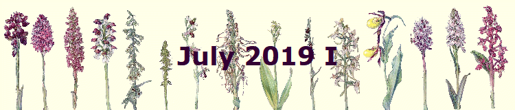 July 2019 I