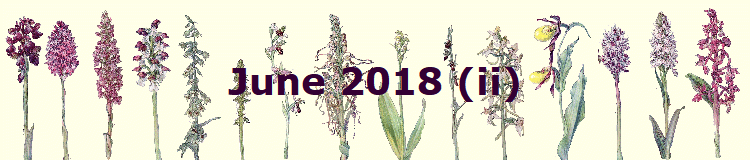 June 2018 (ii)