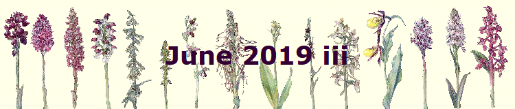 June 2019 iii