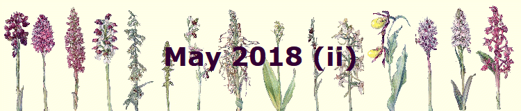 May 2018 (ii)