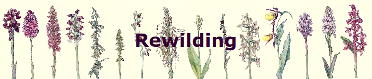 Rewilding