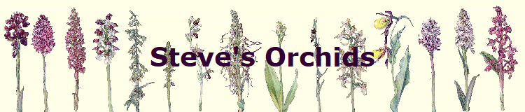 Steve's Orchids