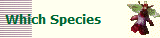 Which Species
