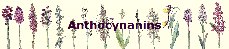 Anthocynanins