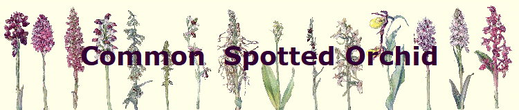 Common  Spotted Orchid