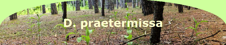 D. praetermissa