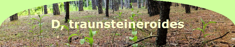 D, traunsteineroides