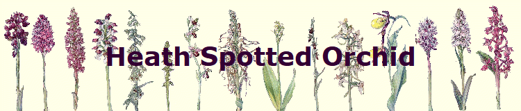 Heath Spotted Orchid