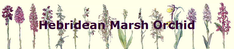 Hebridean Marsh Orchid