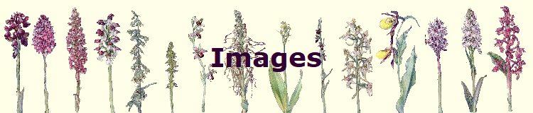 Images