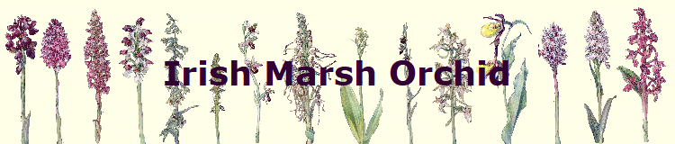 Irish Marsh Orchid