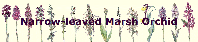 Narrow-leaved Marsh Orchid