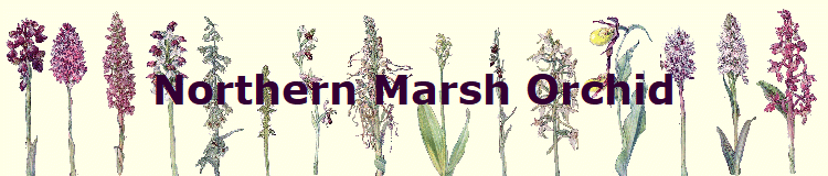 Northern Marsh Orchid