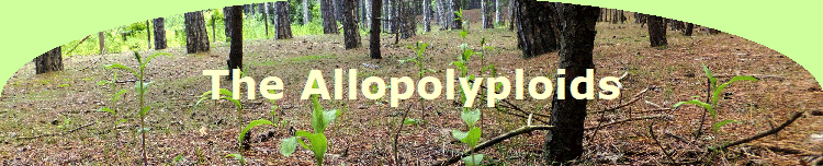 The Allopolyploids