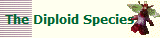 The Diploid Species