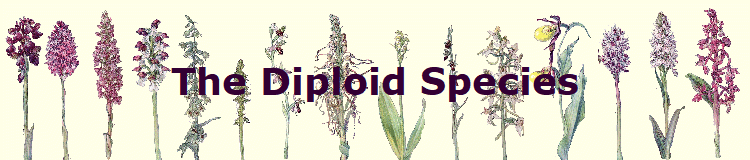 The Diploid Species